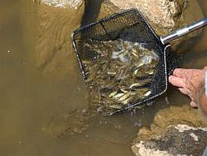 Bumper native stockings for Victoria